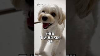 강아지가 왜이럴까 #강아지 #댕댕이 #귀여운 #쇼츠 #cutedog #pets #puppy