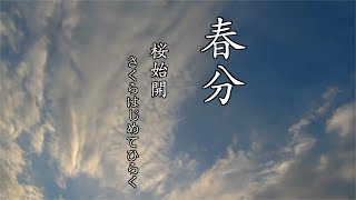 【春分】　桜始開　さくらはじめてひらく