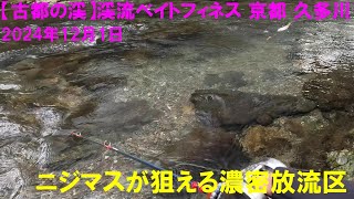 【古都の渓】渓流ベイトフィネス 京都 久多川 ニジマスが狙える濃密放流区 2024年12月1日