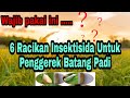 6 Racikan insektisida untuk  Penggerek batang padi 