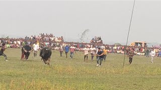 #Nanda Deka V/S Mirja (Pukhali) Moh || Buffalo Fight || Morigaon, Assam.