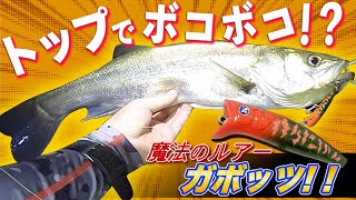 【名港/衣浦シーバス】連発！？ボイルが無くても魚を引き出す！？魔法のルアーガボッツ！！オススメです