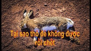 Tại sao thỏ đẻ không được và chết, nguyên nhân và cách khắc phục