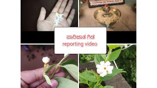 ಮೊದಲ ಪಾರಿಜಾತ ಹೊ ದೇವ್ರಿಗೆ 🙏ಪಾರಿಜಾತ reporting video in kannada 🥰#parijatha #flowers #video #report