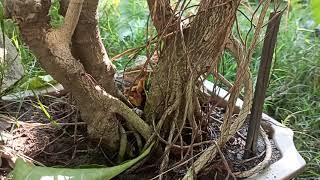 Ficus Religiosa Bonsai | Bonsai In Assam |