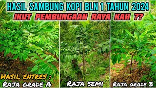 Review Hasil sambung kopi bulan 1, apakah tunasnya langsung ikut pembungaan raya?.#stekkopi