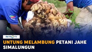 Untung Melambung Petani Jahe Simalungun