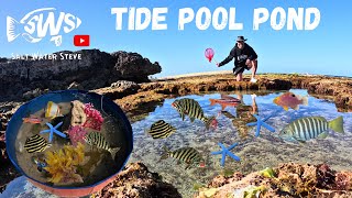 Making a TIDE POOL POND at the TIDE POOLS #macroalgae #tidepool #saltwaterfish