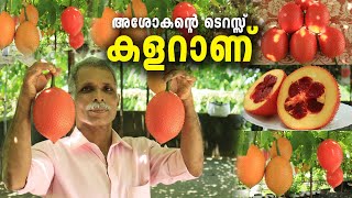 ടെറസ്സിൽ നിറയെ ഗാഗ് ഫ്രൂട്ട്  പഴങ്ങൾ നിറഞ്ഞ മനോഹര കാഴ്ച്ച| Fruit From Heaven | GAC FRUIT Cultivation