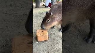 舔盐砖 水豚 卡皮巴拉 capybara 水豚精神状态我狠狠羡慕 豚言豚语