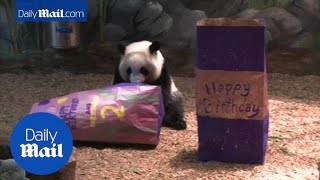 Panda twins celebrate second birthday at Atlanta Zoo - Daily Mail