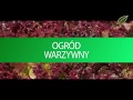 Ogród warzywny naturalne opryski zapobiegawcze