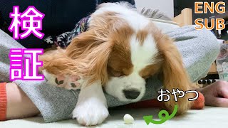 【検証】眠る子犬の鼻先にオヤツ置いてみた結果・・・ｗｗ【Snack on the tip of the puppy's nose】