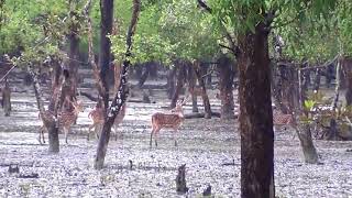 চিত্রল হরিণ, সুন্দরবন - Crayon deer, shundarban