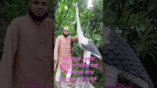 কি এক অদ্ভুত পাখি পাখিটার নাম কি কমান্ড করে জানাবেন ও দেখুন না দেখলে মিস করবেন।।।।