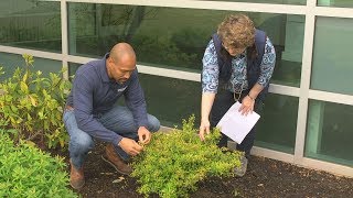 Spring Shrub Check-up – One Year After Planting – Family Plot