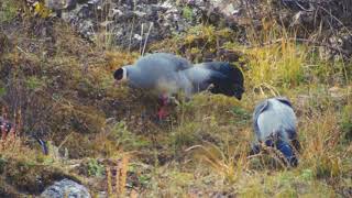 White-eared Pheasant (Crossoptilon crossoptilon)