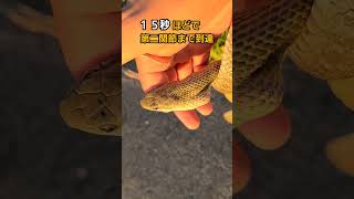 【検証】野生のヘビに指を差し出したらどこまで飲み込むのか