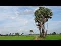 beautiful Nature green in rural  | khoeurn Love Khmer