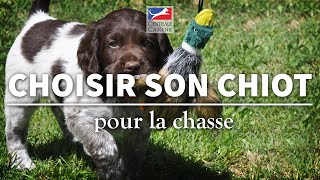 CHOISIR SON CHIOT POUR LA CHASSE - Chiens de chasse Ep 1