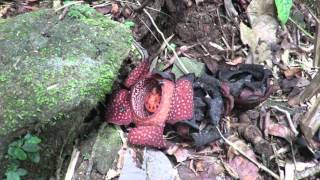 Rafflesia in action