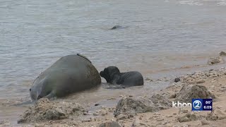 Monk Seal pup’s birth on Sand Island prompts continuing safety concerns