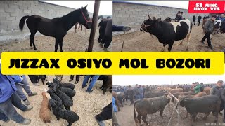 JIZZAX OSIYO MOL QO'Y BOZORI NARXLARI ЖИЗЗАХ ОСИО ЧОРВА МОЛ БОЗОРИ НАРХЛАРИ #жиззах #rek #ozod