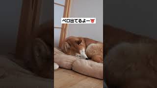 舌を出したままこっちを見てる柴犬