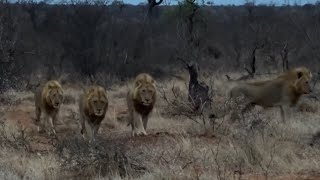 4 Male Lions who killed the Skorokoro Male | Young River Pride Males Klaserie | 16 October 2024