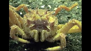 オオホモラ　Japanese deepwater carrier crab　Paromola japonica