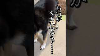 クリスマスに肉が歯に挟まって大変な柴犬 #柴犬