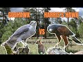 Is the Goshawk the Best Falconry Bird?