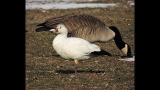 Ross's Goose in NYC