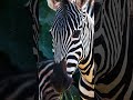 Are Zebras White With Black? Or Black With White? #naturepbs  #animal #pbs #zebra