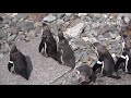 おたる水族館 海まで遠足・メンバー紹介 humboldt penguin