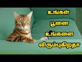 உங்களை விரும்பும் பூனைகள் எப்படி இருக்கும் | does your cat love you?