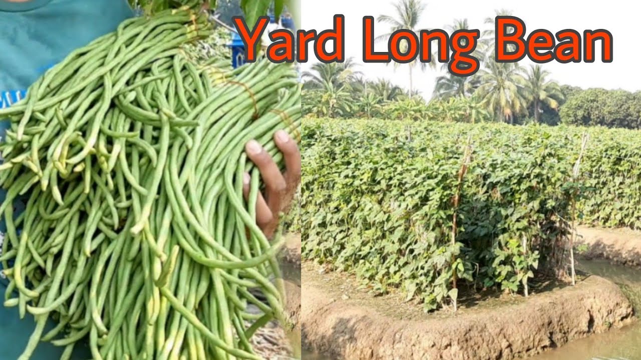 Yard Long Bean Farming Business Beans Farming In Thailand Mt The