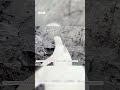 The Rare White Penguin | Newsround  #shorts