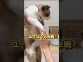 【ぱんちゃんの爪切り🐾】この方法なら…… cat 猫 shorts