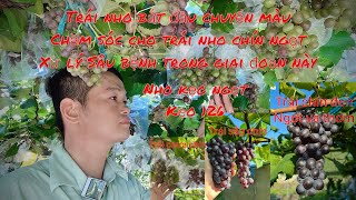 Làm sao để trái nho to và chín ngọt, nho kẹo 126, nho 152 #vuonnhothienminh #grape #gardening