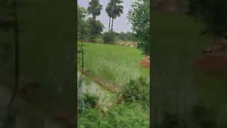 Indian Village Life/South India/Telangana village life #paddy #paddyfield #shorts