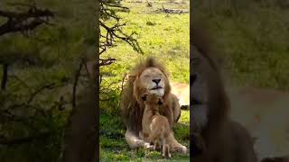 Lion kids play with Lion. সিংহের বাচ্চা সিংহের সাথে খেলা করে।