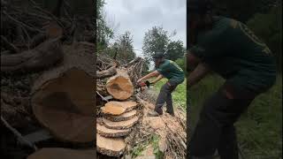 Testing the new Stihl Hexa chain