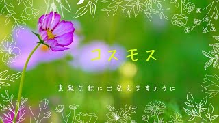 【コスモス】映像クリエイターの杜のくまさんです。このコスモスの花が落ちたら秋も深まります🍁素敵な秋に出会えますように#コスモス #秋桜 #映像クリエイター杜のくまさん