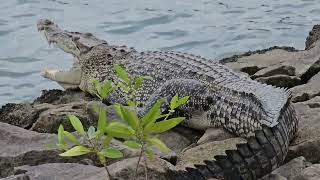 Crocodile outside Kranji Dam.....finally out of water...