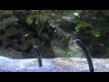 spotted garden eel aquarium