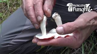 Conoscere i Funghi - Russula emetica