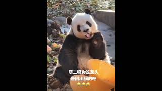 萌二呀你这窝头是刚出锅吧🤣 #panda #大熊猫 #一方水土养一方熊猫 #cute #熊