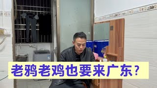 阿杰给老鸭打电话，老鸭老鸡说要组团来广东，阿杰听后非常高兴