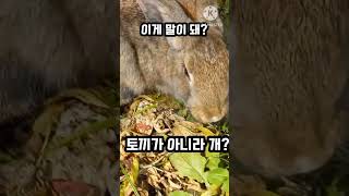 토끼가 손을 물다#반려동물 #토끼